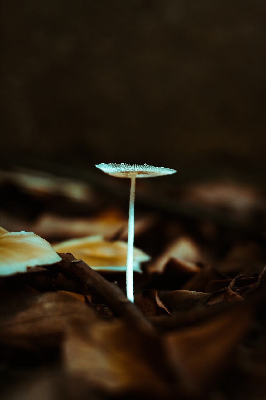 祁梦 第6页